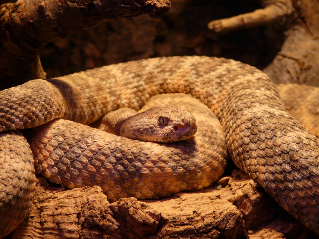 spotted-rattlesnake-54002_1920